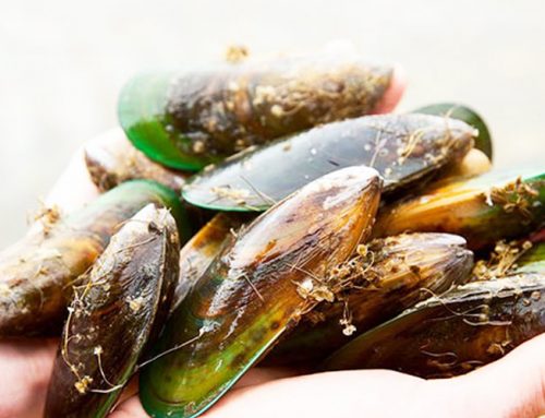 Why Green Lipped Mussel Extract is the Best Option for Managing Early Osteoarthritis and Stop Progression?