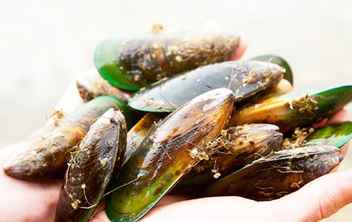Green Lipped Mussel Extract