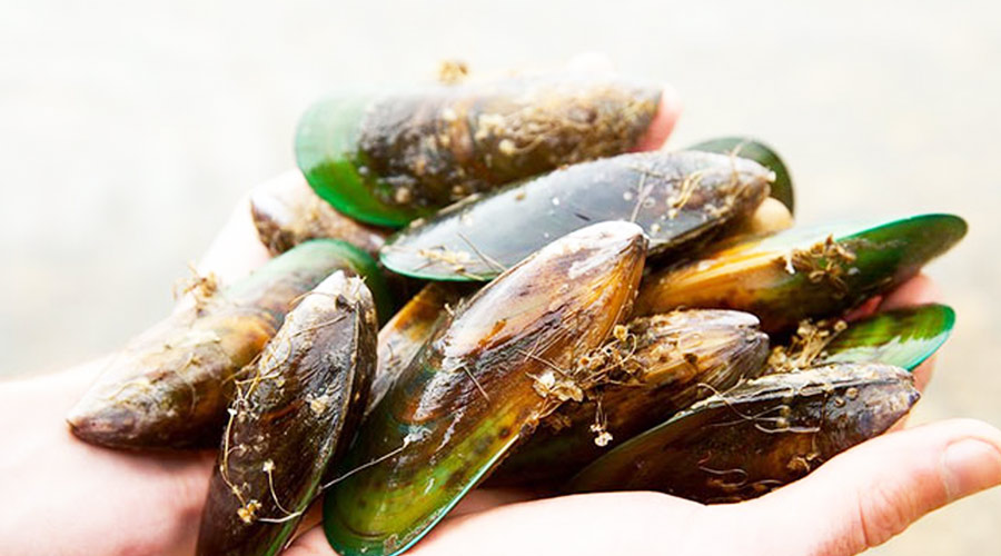 Green Lipped Mussel Extract