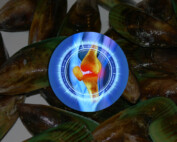 How Green Lipped Mussel extract helps in treating joint pain?