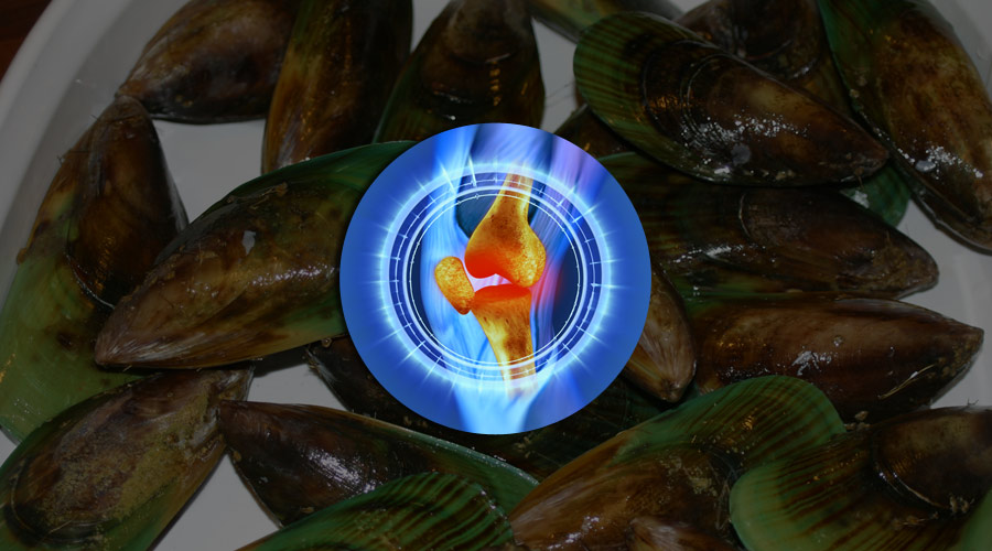 How Green Lipped Mussel extract helps in treating joint pain?