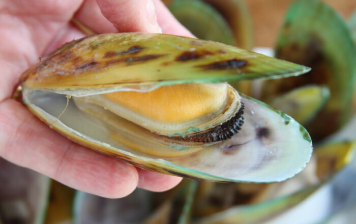 What are the proper dosages of Green Lipped Mussel extract?