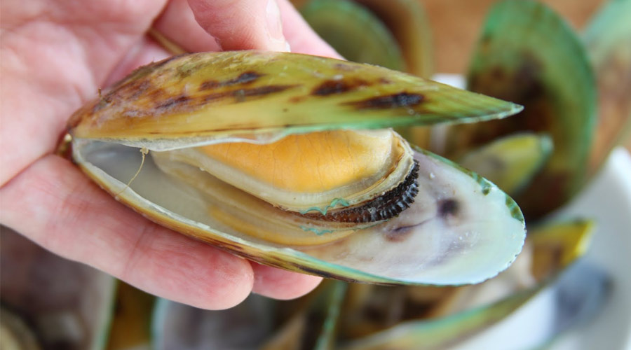 What are the proper dosages of Green Lipped Mussel extract?