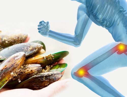 How Green Lipped Mussel Extract Work on Joints?