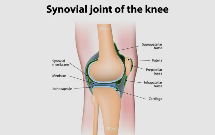 What Is Synovial Fluid and Its Role in Joint Movement?
