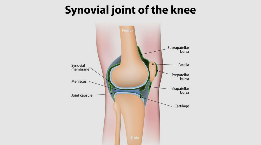 What Is Synovial Fluid and Its Role in Joint Movement?